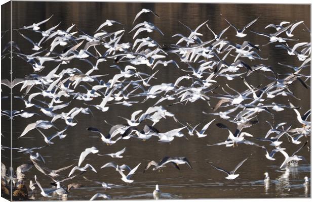 Flock of Gull birds on water Canvas Print by mark humpage