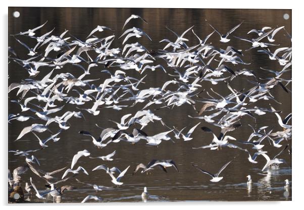 Flock of Gull birds on water Acrylic by mark humpage