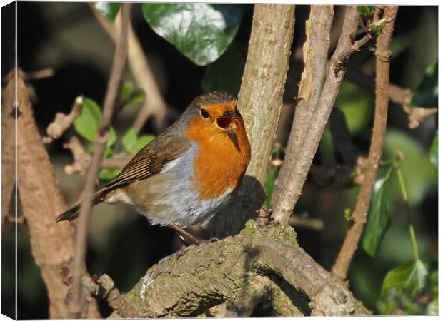 Robin small bird singing in tree Canvas Print by mark humpage