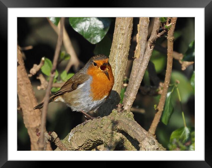 Robin small bird singing in tree Framed Mounted Print by mark humpage