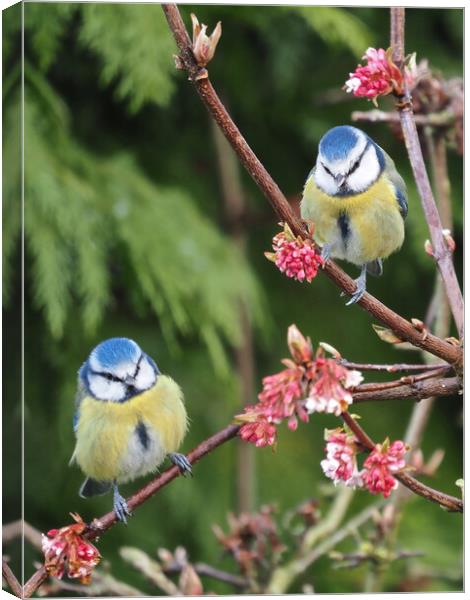 Blue Tits on tree branch Canvas Print by mark humpage