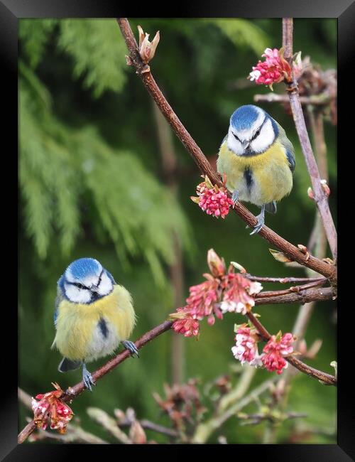 Blue Tits on tree branch Framed Print by mark humpage