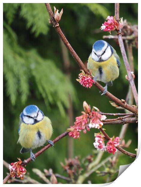 Blue Tits on tree branch Print by mark humpage