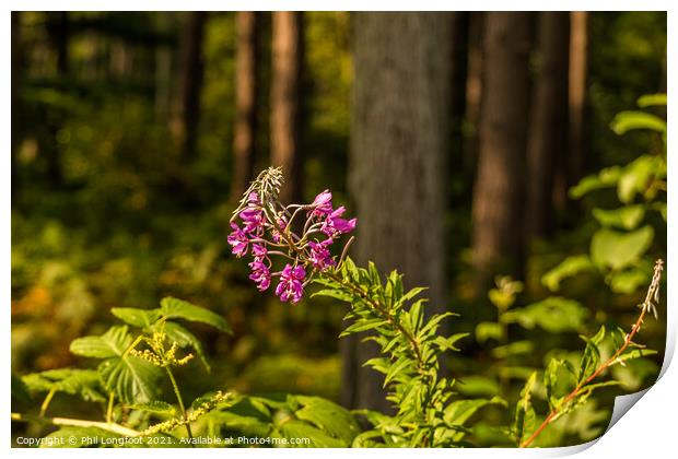 Wildflower in the forest  Print by Phil Longfoot