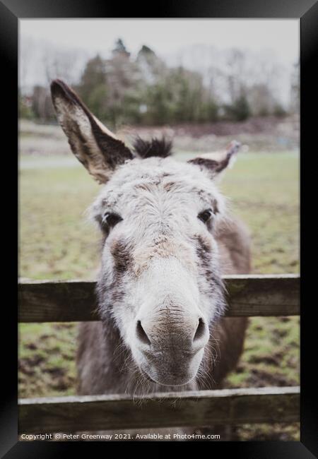 Very Curious Farmyard Donkey Framed Print by Peter Greenway