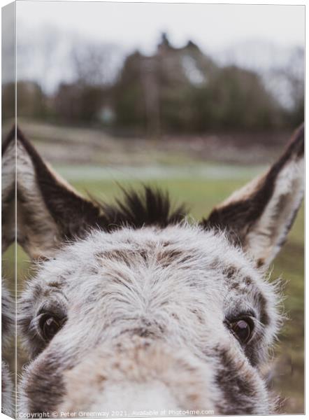 Very Curious Farmyard Donkey Face With Pricked Up Ears Canvas Print by Peter Greenway