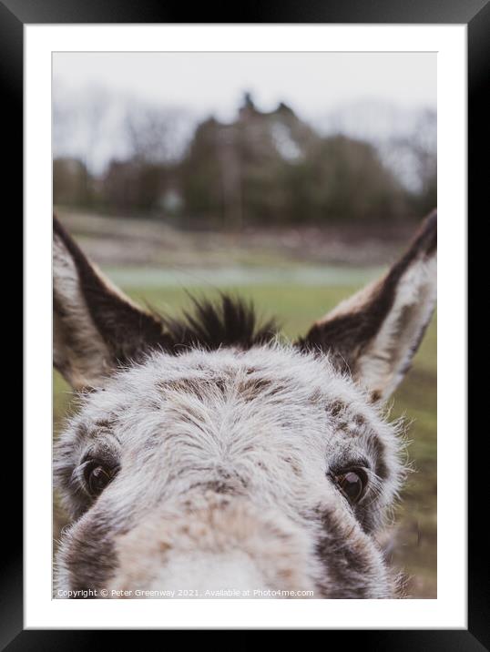 Very Curious Farmyard Donkey Face With Pricked Up Ears Framed Mounted Print by Peter Greenway