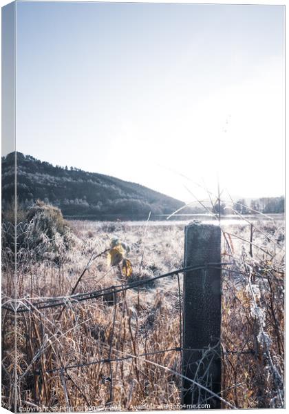 Frosty Fence Post And Grasses In The Scottish Highlands Canvas Print by Peter Greenway