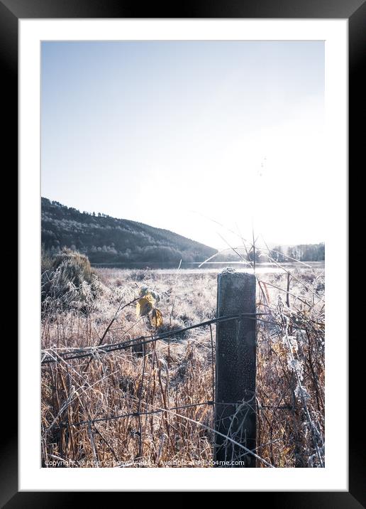 Frosty Fence Post And Grasses In The Scottish Highlands Framed Mounted Print by Peter Greenway