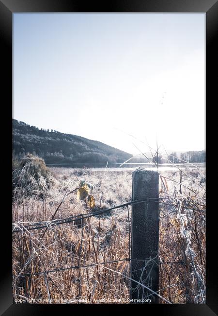 Frosty Fence Post And Grasses In The Scottish Highlands Framed Print by Peter Greenway