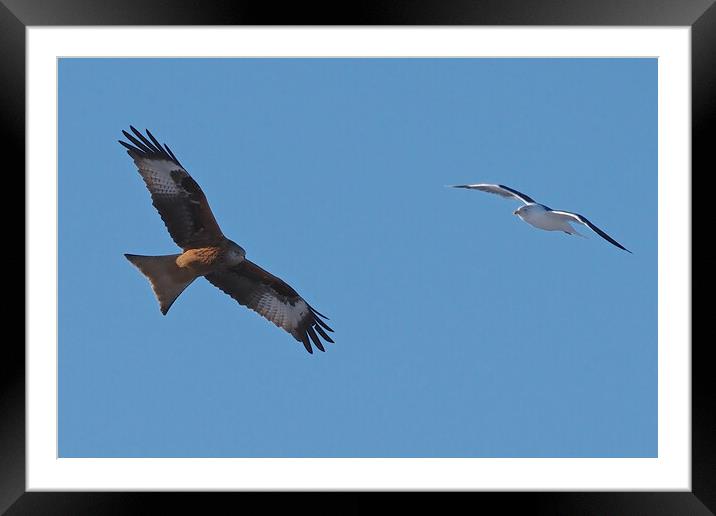 Red Kite and Gull in flight close up Framed Mounted Print by mark humpage