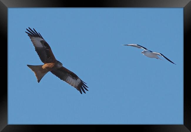 Red Kite and Gull in flight close up Framed Print by mark humpage