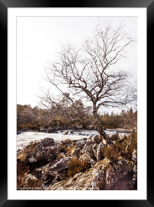 Lone Tree In The Woodlands Around Glen Affric, Scottish Highland Framed Mounted Print by Peter Greenway
