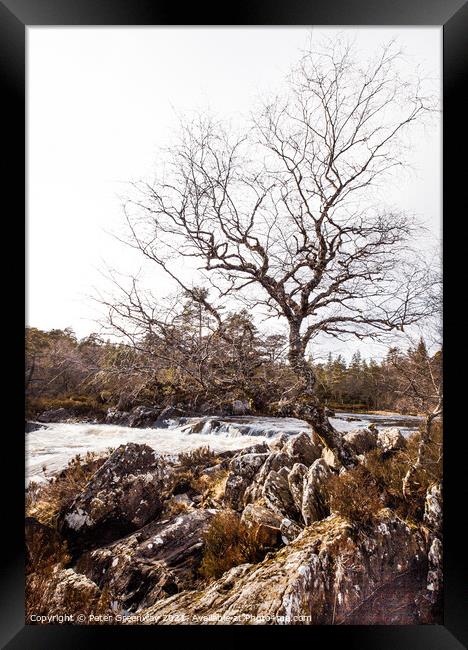 Lone Tree In The Woodlands Around Glen Affric, Scottish Highland Framed Print by Peter Greenway