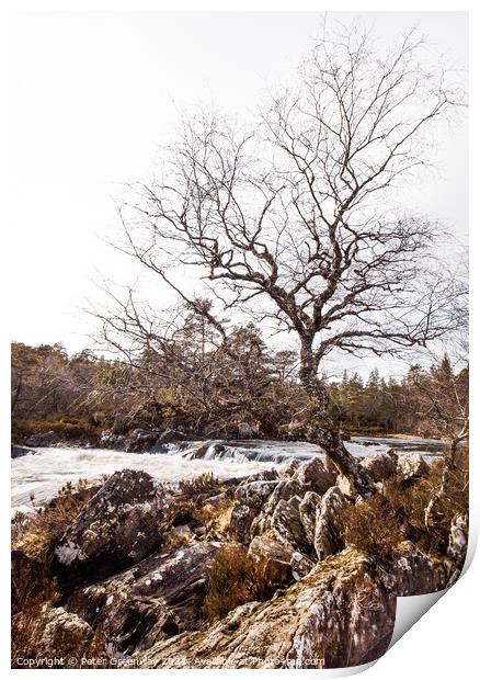 Lone Tree In The Woodlands Around Glen Affric, Scottish Highland Print by Peter Greenway