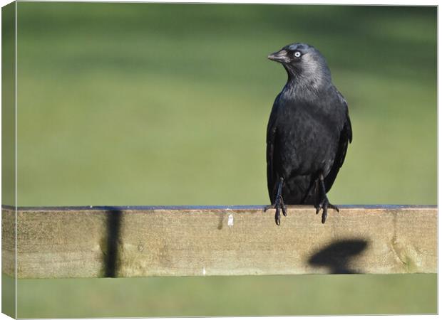 Jackdaw on fence in sun  Canvas Print by mark humpage