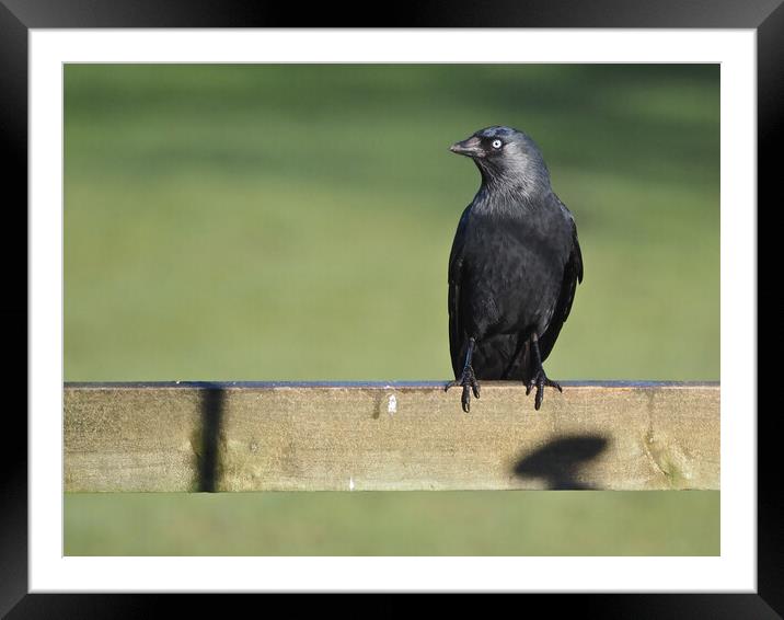 Jackdaw on fence in sun  Framed Mounted Print by mark humpage