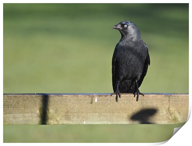 Jackdaw on fence in sun  Print by mark humpage