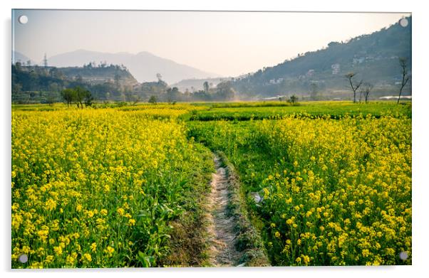 blossom spring mustard farmland Acrylic by Ambir Tolang