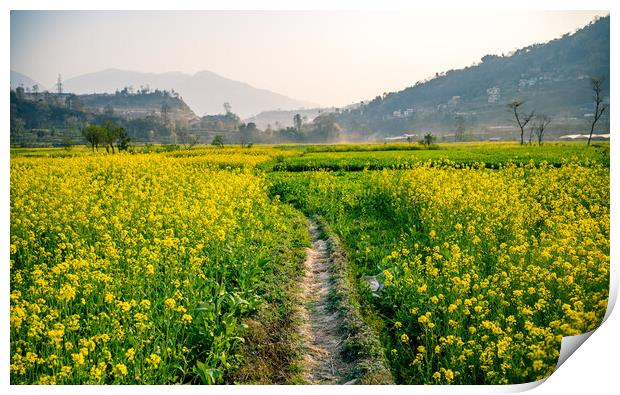 blossom spring mustard farmland Print by Ambir Tolang