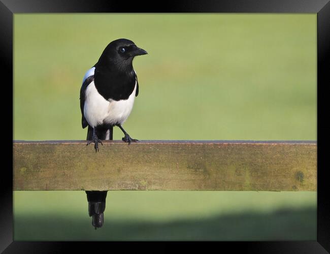 Magpie standing on fence in sun Framed Print by mark humpage