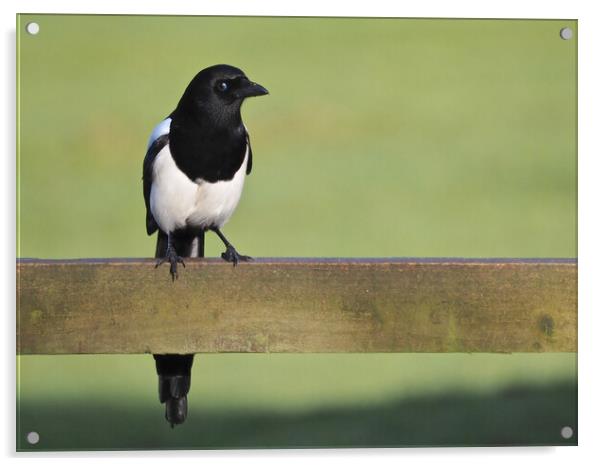 Magpie standing on fence in sun Acrylic by mark humpage