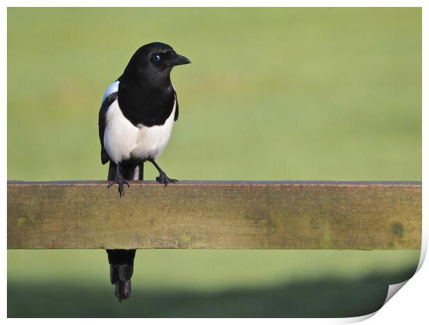 Magpie standing on fence in sun Print by mark humpage