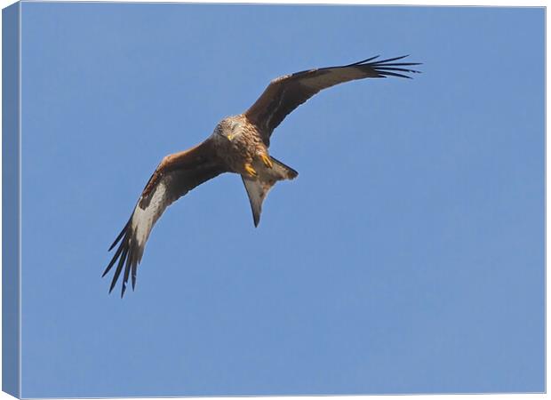 Red Kite bird flying in sky Canvas Print by mark humpage