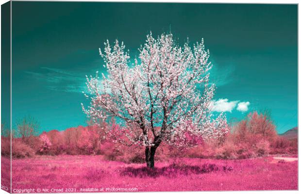 Wild Almond tree in full blossom Canvas Print by Nic Croad