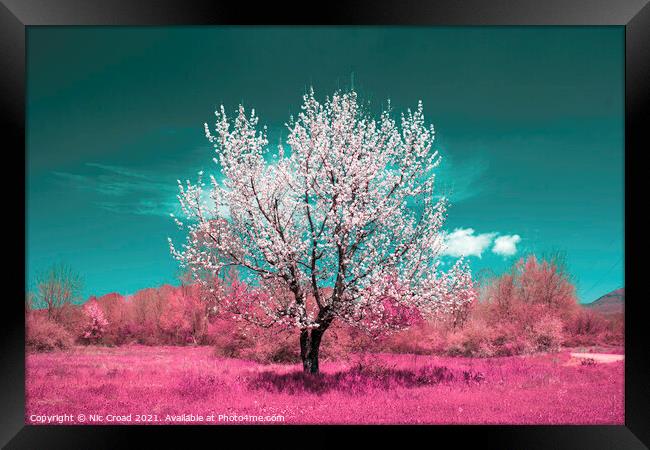 Wild Almond tree in full blossom Framed Print by Nic Croad