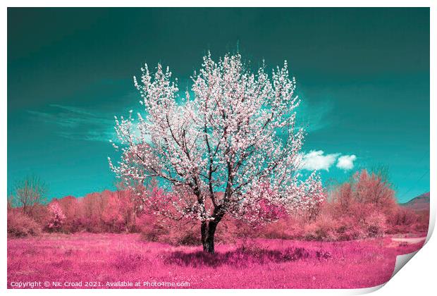 Wild Almond tree in full blossom Print by Nic Croad