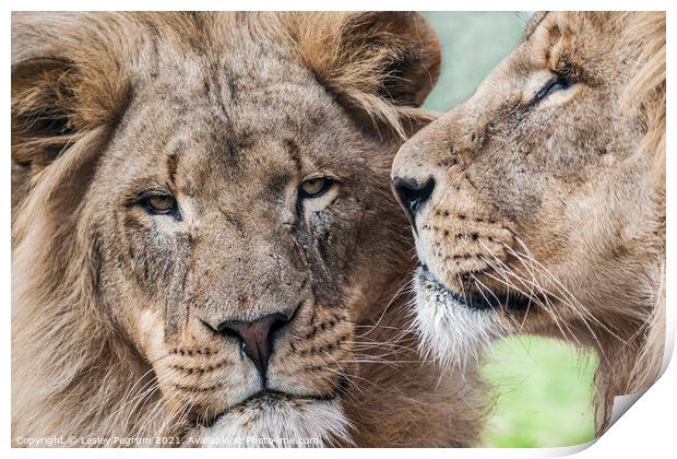 2 Lions Print by Lesley Pegrum