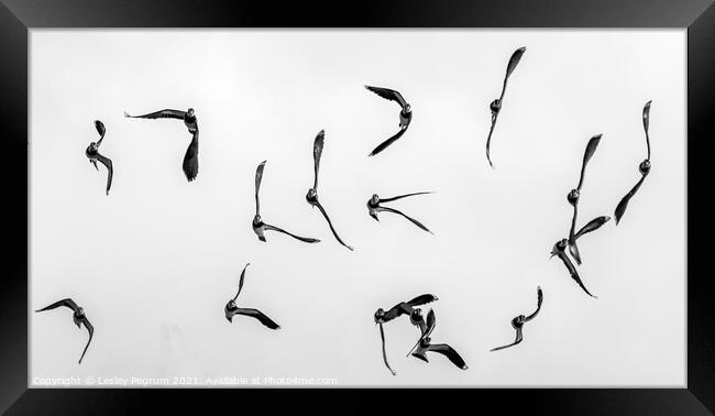 Lapwings in Flight Framed Print by Lesley Pegrum