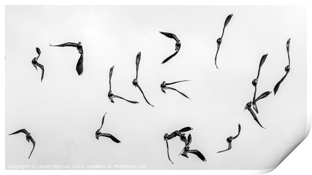 Lapwings in Flight Print by Lesley Pegrum