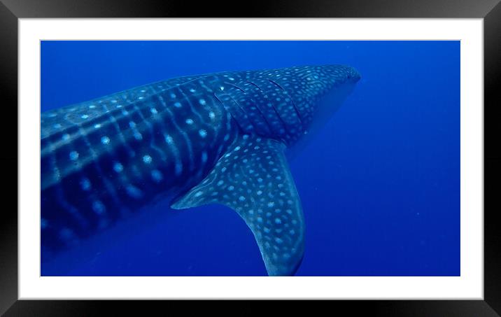 Whale shark Maldives Framed Mounted Print by mark humpage