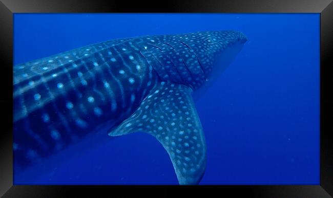 Whale shark Maldives Framed Print by mark humpage