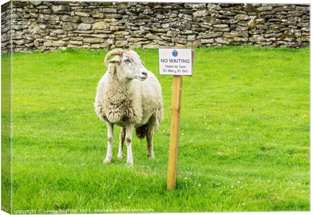 Sheep No Waiting Sign Canvas Print by Lesley Pegrum