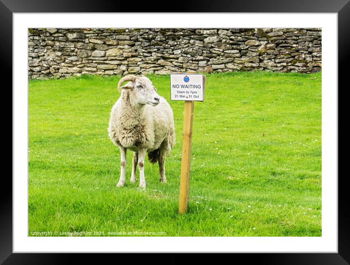 Sheep No Waiting Sign Framed Mounted Print by Lesley Pegrum