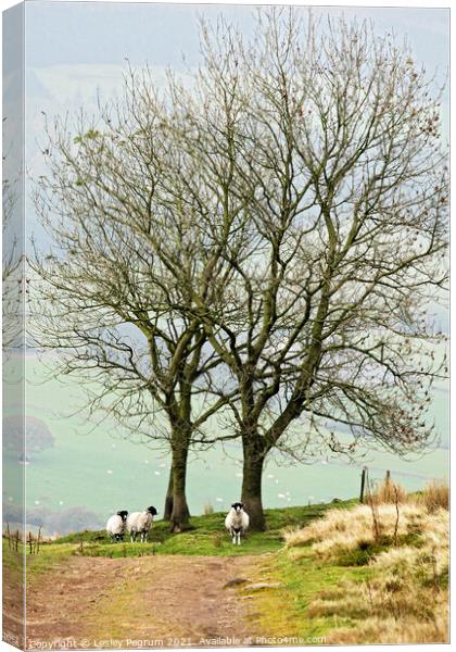 3 Sheep Under a Tree Canvas Print by Lesley Pegrum