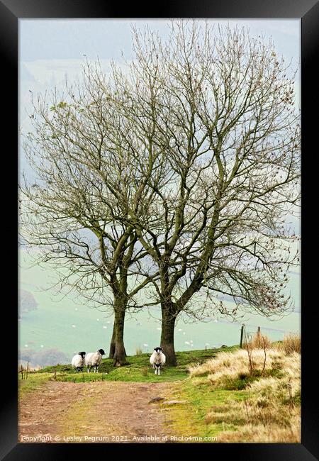 3 Sheep Under a Tree Framed Print by Lesley Pegrum