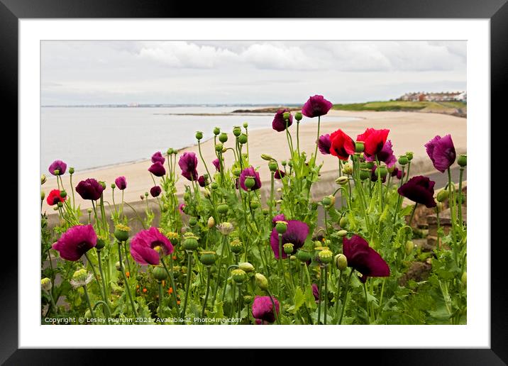 Poppies on the Beach Framed Mounted Print by Lesley Pegrum