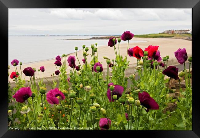 Poppies on the Beach Framed Print by Lesley Pegrum