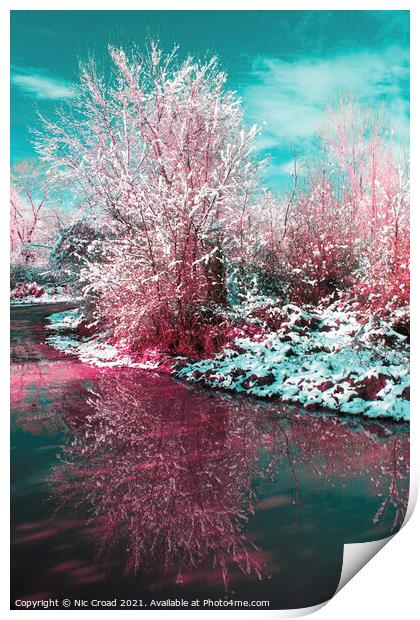 Snow covered tree reflected in water Print by Nic Croad