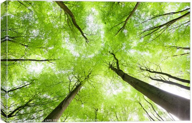 Spring tree canopy leaves from below Canvas Print by Simon Bratt LRPS