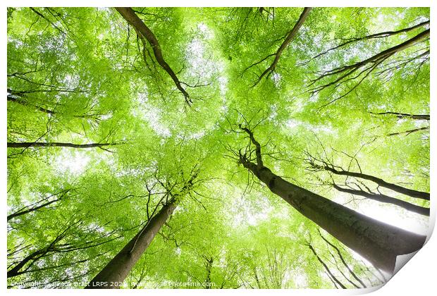Spring tree canopy leaves from below Print by Simon Bratt LRPS