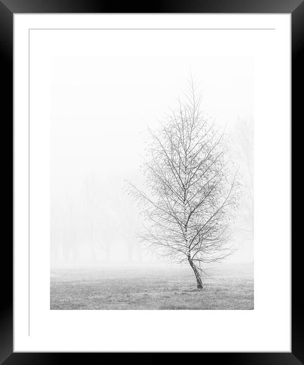 silver birch in mist Framed Mounted Print by mark Smith
