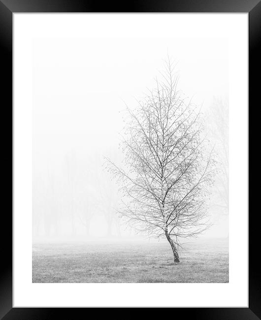 silver birch in mist Framed Print by mark Smith