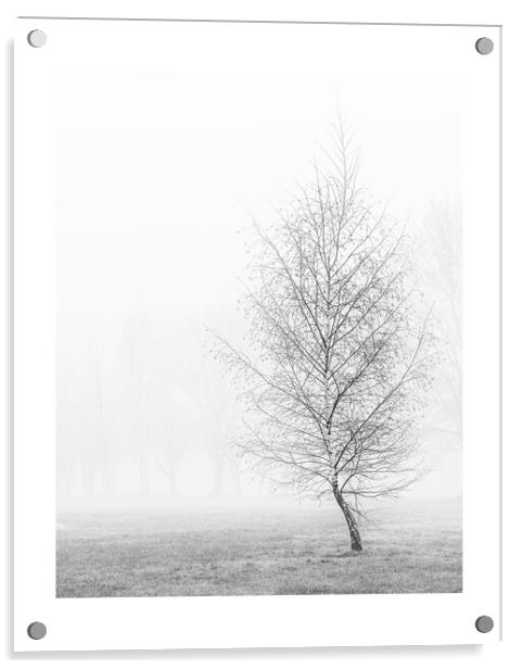 silver birch in mist Acrylic by mark Smith