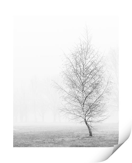 silver birch in mist Print by mark Smith
