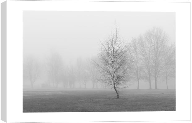 silver birch in fog Canvas Print by mark Smith